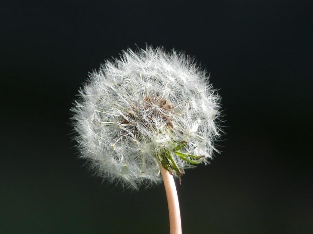 seedhead by Pauline