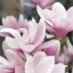 Credit to Christina DiBernardo on Unsplash